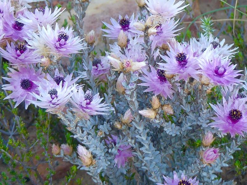 0 Bedroom Property for Sale in Laingsburg Western Cape